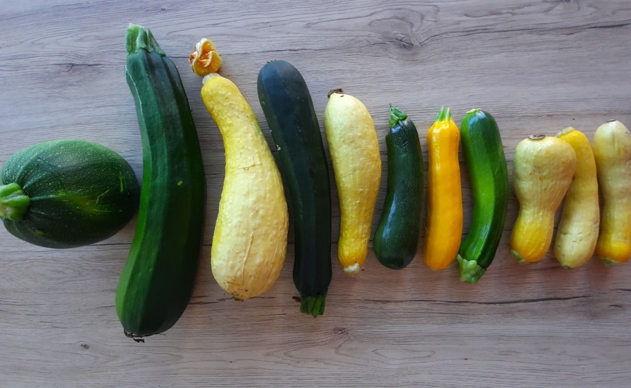À Saint-Jo, le Chef revisite la courgette !