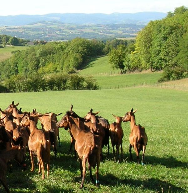 Sixièmes : le bonheur est dans le pré !